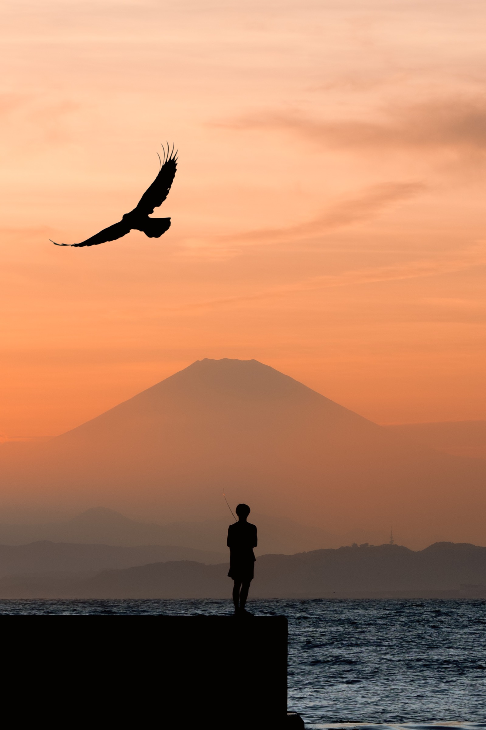 Award-winning photography background with bird at sunset